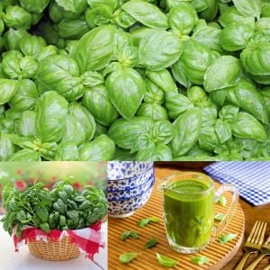 Aromatik tatlı fesleğen tohumu sweet basil