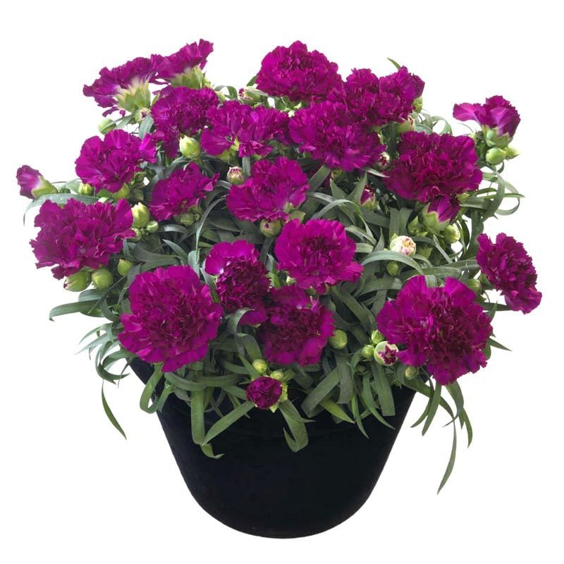 Kokulu mor bodur karanfil fidesi dianthus sweet pleasure purple