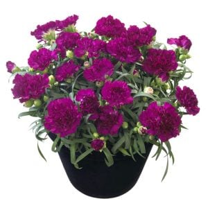 Kokulu mor bodur karanfil fidesi dianthus sweet pleasure purple
