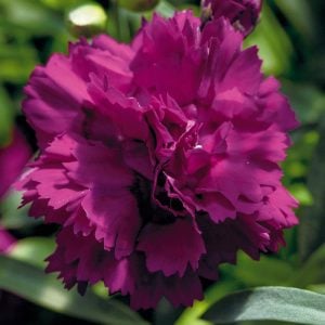 Kokulu mor bodur karanfil fidesi dianthus sweet pleasure purple