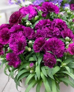 Kokulu mor bodur karanfil fidesi dianthus sweet pleasure purple