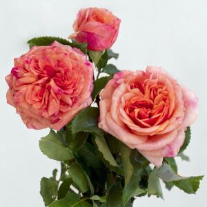 Orange Pompon® Kordes Gül Fidanı | Turuncu Pompon Çiçekli Yediveren Gül