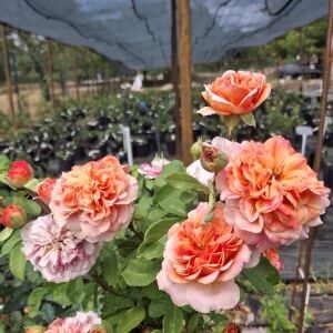 Orange Pompon® Kordes Gül Fidanı | Turuncu Pompon Çiçekli Yediveren Gül