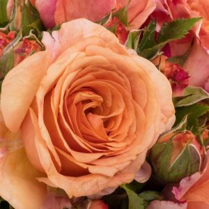 Orange Pompon® Kordes Gül Fidanı | Turuncu Pompon Çiçekli Yediveren Gül