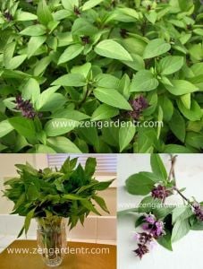 Tayvan fesleğen tohumu thai basil