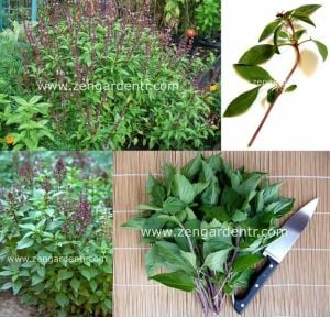 Tayvan fesleğen tohumu thai basil