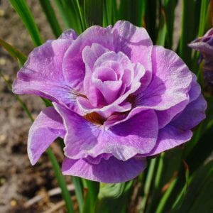 Pink parfait süsen soğanı iris siberica