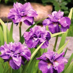 Pink parfait süsen soğanı iris siberica