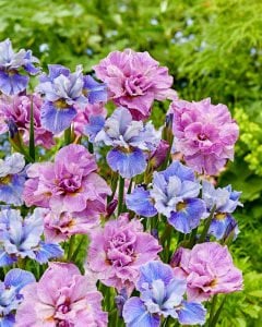 Pink parfait süsen soğanı iris siberica