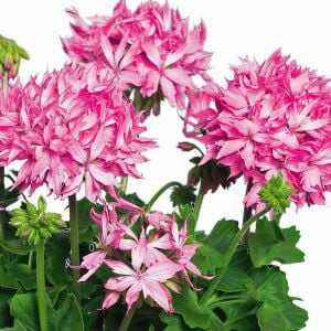 Fireworks pink yıldız sardunya fidesi koleksiyon serisi