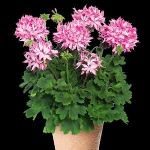 Fireworks pink yıldız sardunya fidesi koleksiyon serisi