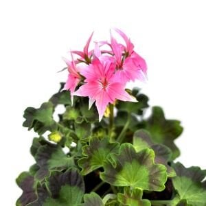 Fireworks pink yıldız sardunya fidesi koleksiyon serisi