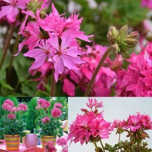 Fireworks pink yıldız sardunya fidesi koleksiyon serisi