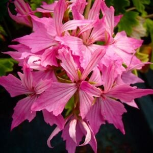 Fireworks pink yıldız sardunya fidesi koleksiyon serisi