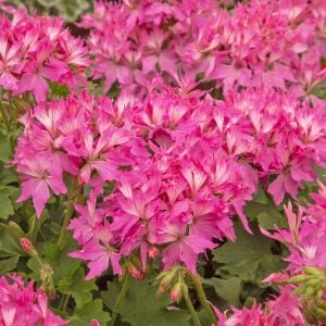 Fireworks pink yıldız sardunya fidesi koleksiyon serisi