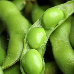 Edamame fasulye tohumu Besweet