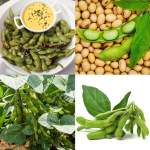 Edamame fasulye tohumu Besweet