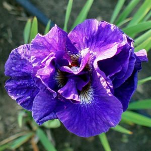 Kabluey süsen soğanı iris siberian