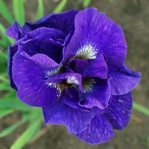 Kabluey süsen soğanı iris siberian