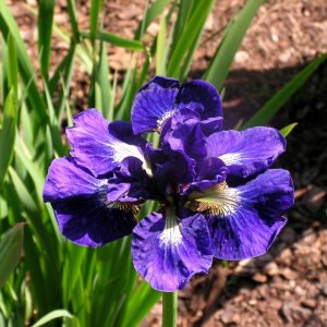 Kabluey süsen soğanı iris siberian