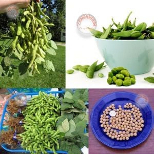 Edamame fasulye tohumu Besweet