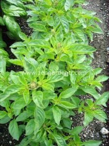 Lime fesleğen tohumu yeşil limon mandalin aromalı