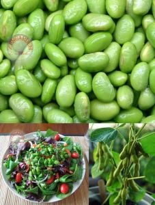 Edamame fasulye tohumu Besweet