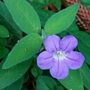 Ruellia longepetiolata – Meksika Petunyası saksıda yetişmiş