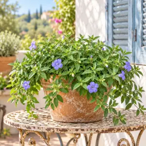 Ruellia longepetiolata – Meksika Petunyası saksıda yetişmiş