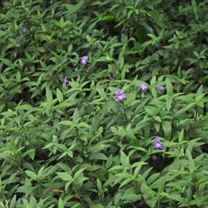 Ruellia longepetiolata – Meksika Petunyası saksıda yetişmiş
