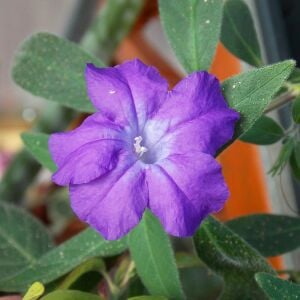 Ruellia longepetiolata – Meksika Petunyası saksıda yetişmiş