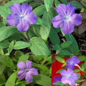 Ruellia longepetiolata – Meksika Petunyası saksıda yetişmiş
