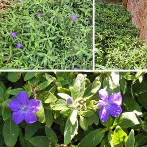 Ruellia longepetiolata – Meksika Petunyası saksıda yetişmiş