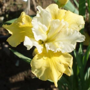 Summer revels süsen soğanı iris siberian