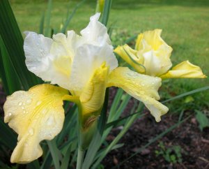 Summer revels süsen soğanı iris siberian