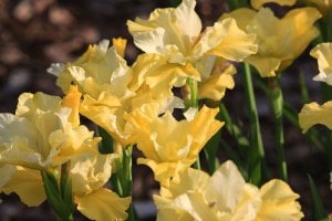 Summer revels süsen soğanı iris siberian