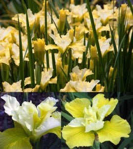 Summer revels süsen soğanı iris siberian
