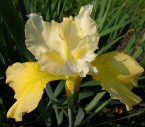 Summer revels süsen soğanı iris siberian