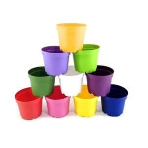 Renkli kaktüs sukulent saksısı 5,5 cm çaplı