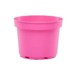 Renkli kaktüs sukulent saksısı 5,5 cm çaplı