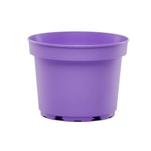 Renkli kaktüs sukulent saksısı 5,5 cm çaplı