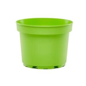 Renkli kaktüs sukulent saksısı 5,5 cm çaplı