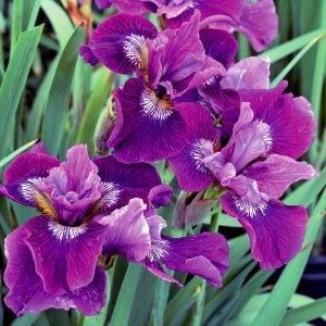 Lady vanessa süsen soğanı iris siberian