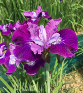 Lady vanessa süsen soğanı iris siberian