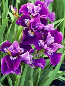 Lady vanessa süsen soğanı iris siberian