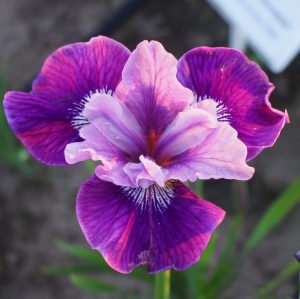 Lady vanessa süsen soğanı iris siberian