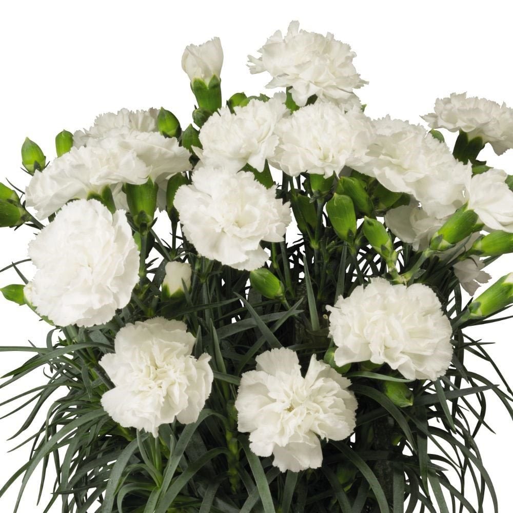 Kokulu beyaz bodur karanfil fidesi dianthus sweet pleasure white 7 yada 9 cm saksıda