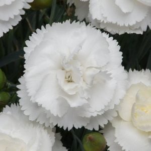 Kokulu beyaz bodur karanfil fidesi dianthus sweet pleasure white
