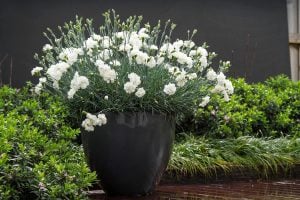 Kokulu beyaz bodur karanfil fidesi dianthus sweet pleasure white