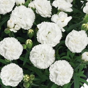 Kokulu beyaz bodur karanfil fidesi dianthus sweet pleasure white 7 yada 9 cm saksıda